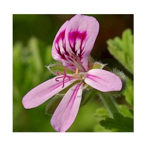 Geranium Leaf Absolute Oil